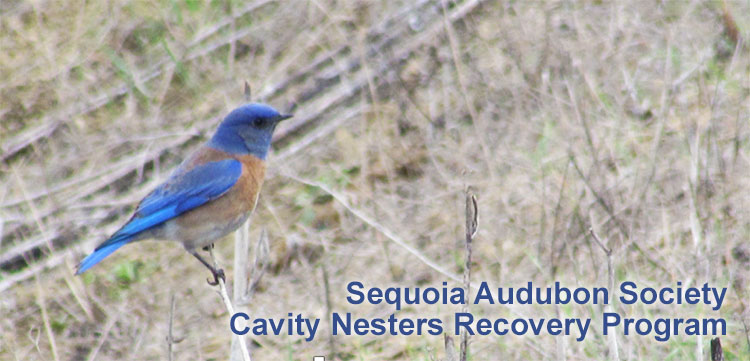SAS Cavity Nesters Recovery Program