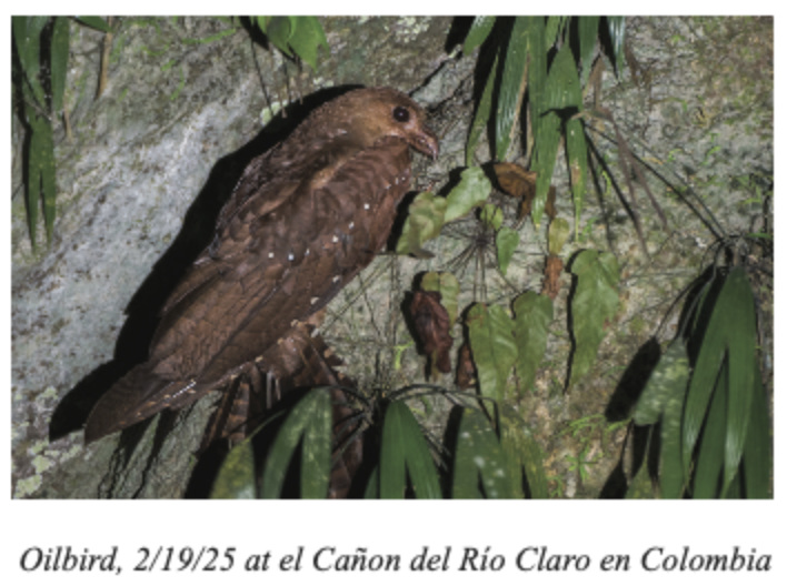 Oilbird