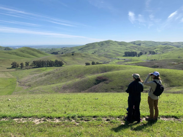 Ridge Trail Landscape
